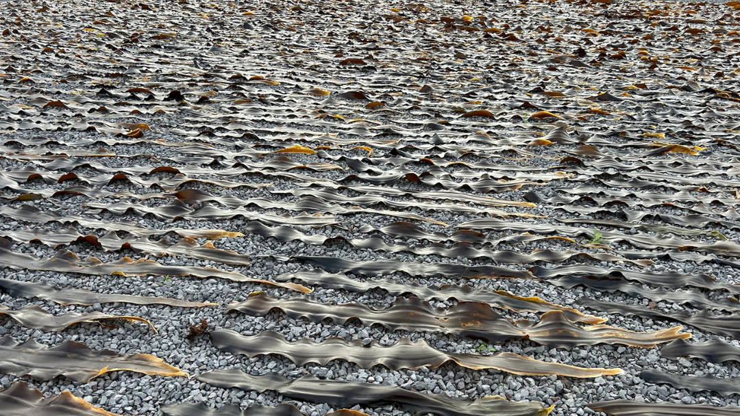 Rows and rows of Rishiri konbu laid out to dry on a gravel field