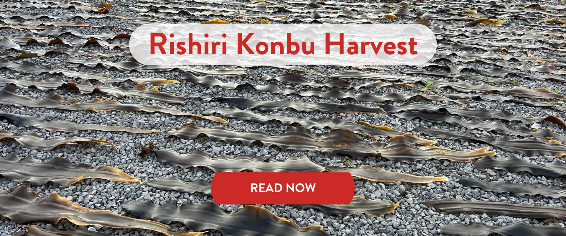 Rishiri Konbu Harvest with a Read Now button on a textured background