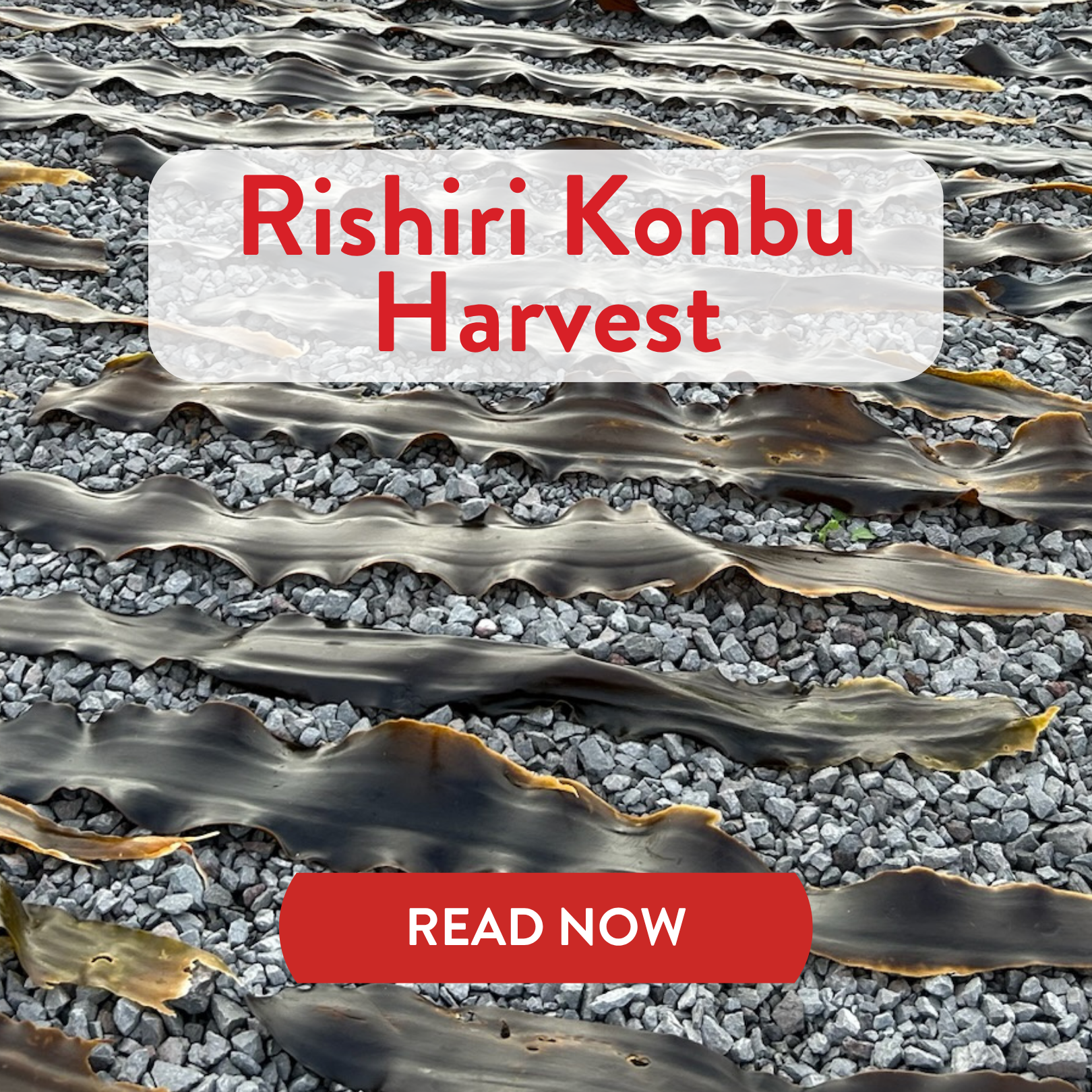 Rishiri Konbu Harvest with a Read Now button on a textured background - Mobile Banner