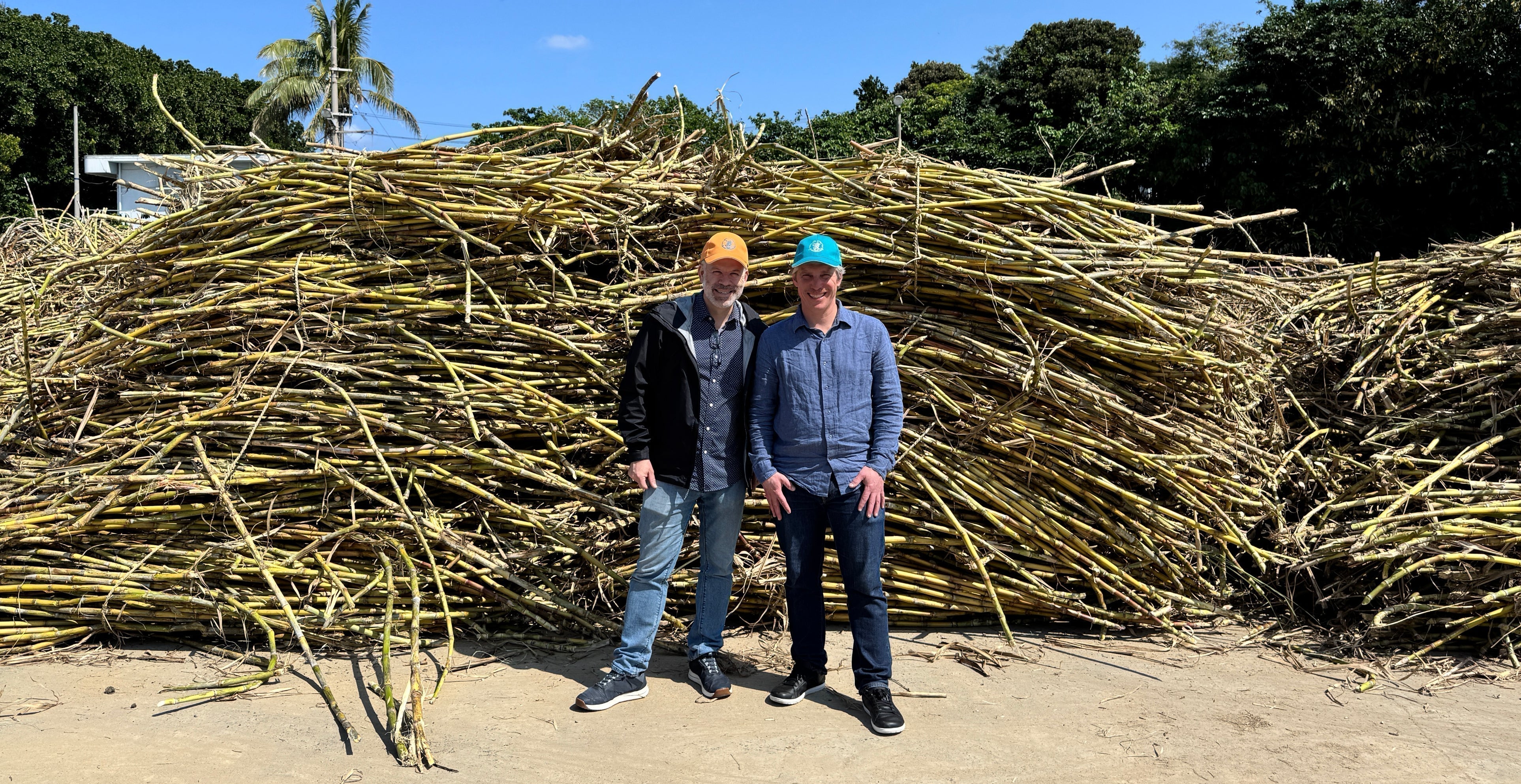 Hateruma Sugar Harvest