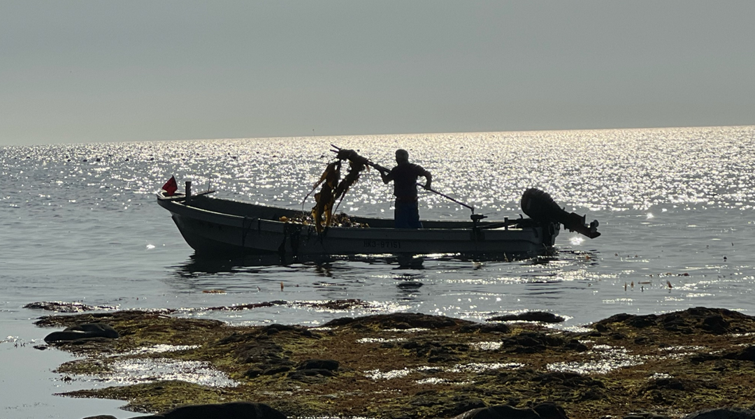 Konbu fisherman harvesting Rausu konbu on the shores of Hokkaido, Japan