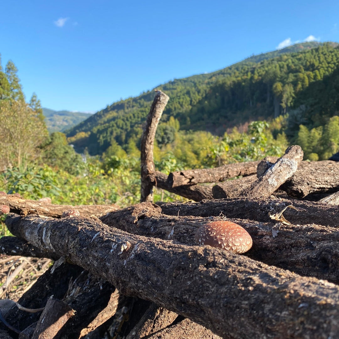 Shiitake mushrooms growing on oak logs in the mountain forest of Hoshino, Kyushu