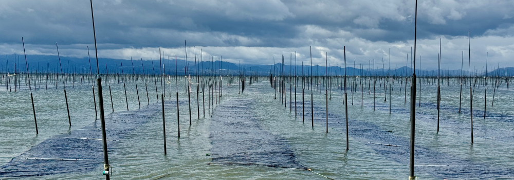 Nori harvest on the Ariake Sea in Saga, Japan