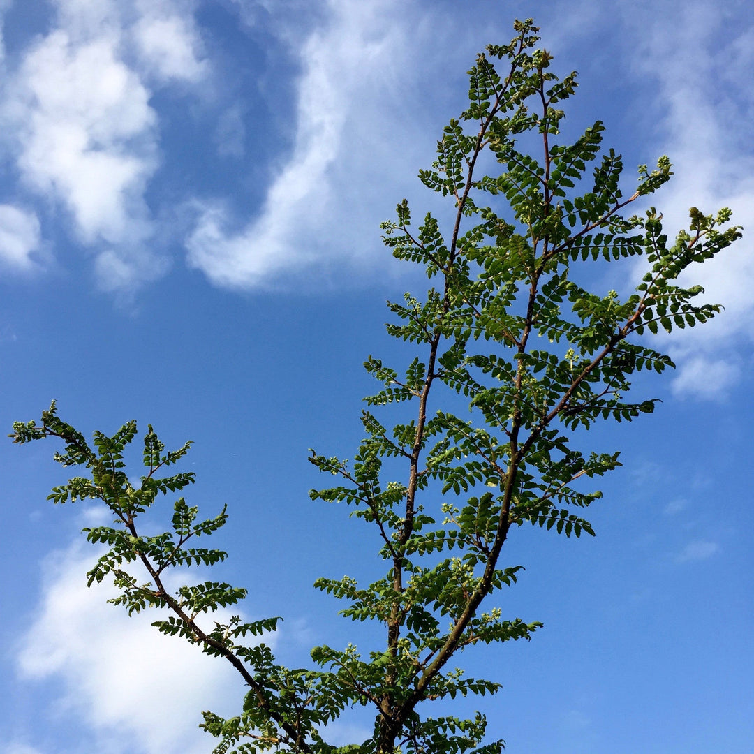 Fresh sansho branches with berries from Wakayama Prefecture, Japan
