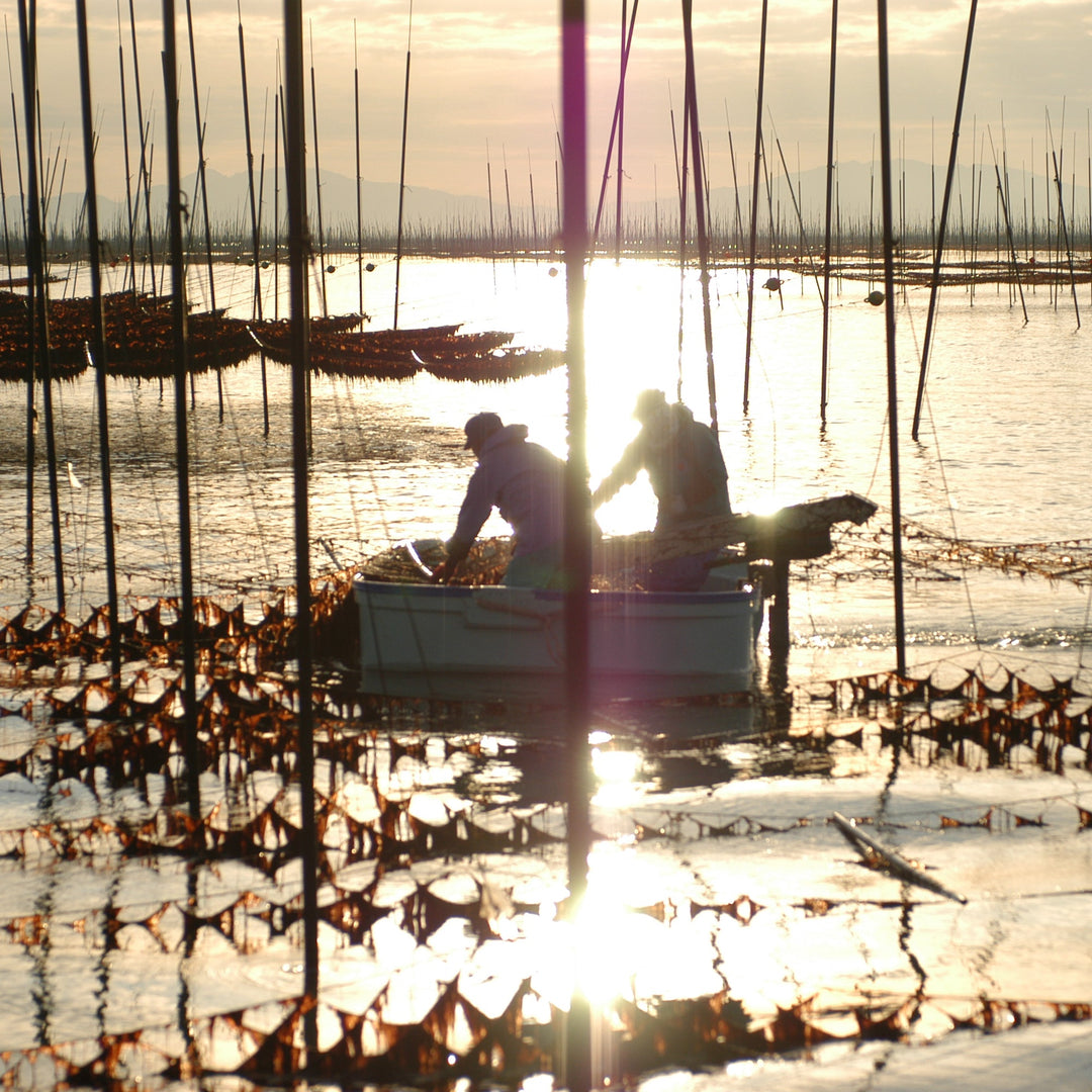 Hand-harvesting nori in the Ariake Sea, Kyushu, Japan