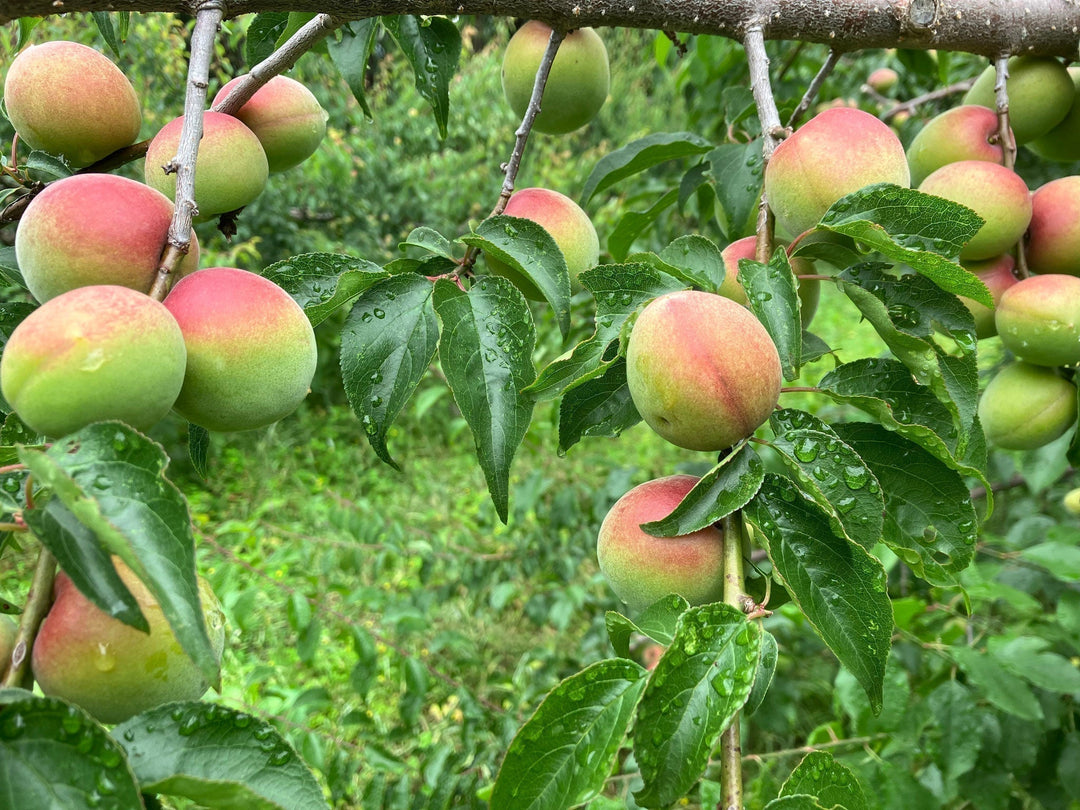 Organic ume orchards at Yuasa Noen in Gunma Prefecture, Japan