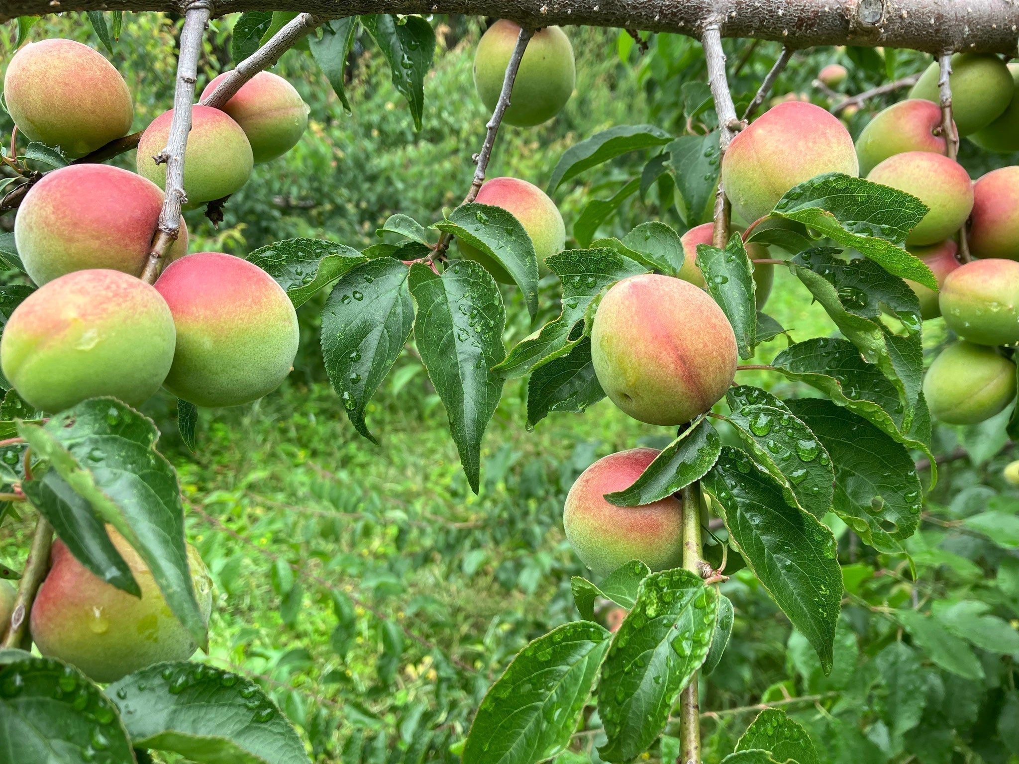 Organic ume orchards at Yuasa Noen in Gunma Prefecture, Japan
